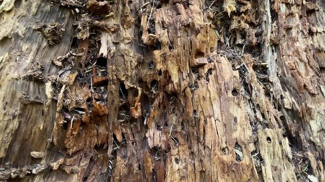 A colony of termites is actively eating a rotting tree trunk