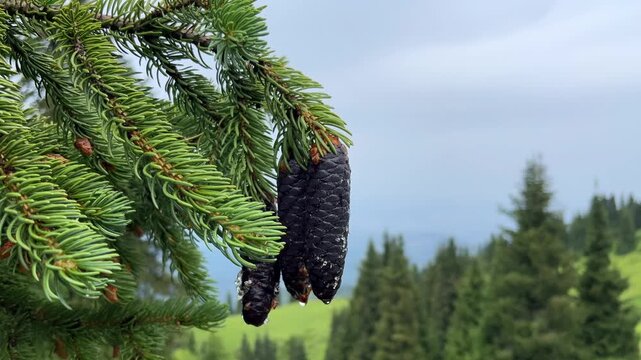 Evergreen fir tree branch with wet pine cones after rain. Water droplets falling down with a blurred green mountain landscape background