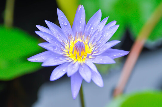 purple lotus or Sacred Lotus or Egyptian Lotus or Nelumbo nucifera Gaertn
