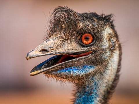 ostrich close up