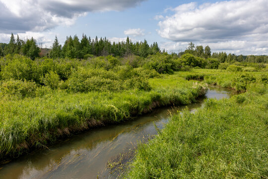 Young Mississippi River Near Its Headwaters at Lake Itasca in Northern Minnesota