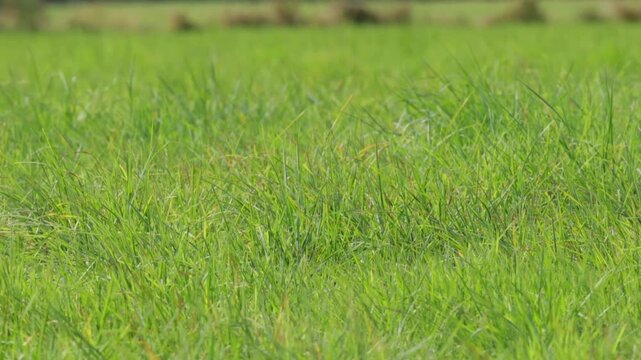 Green grass in the field, meadow or park.