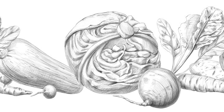 Seamless border with cabbage, beets, zucchini, radishes, and carrots. Graphite pencil illustration for culinary blogs, restaurants, farm food stores, educational materials, and packaging.