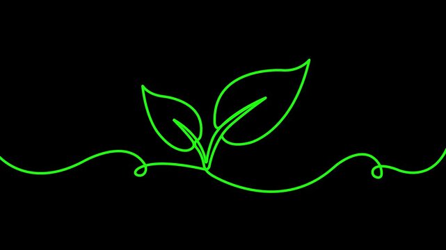 continuous line sprout growth icon animation on black background. presenting a two leaf sprout growing seamlessly on a centered line. 4k video animation.