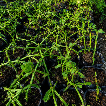 Cissus quadrangularis Growing Naturally in Tropical Garden
