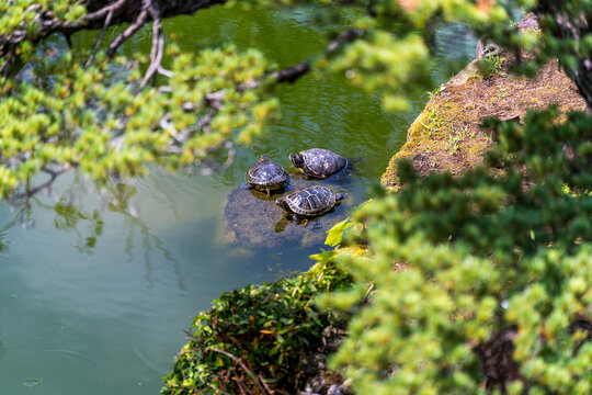 3 Japanese turtles (Mauremys japonica) (nihon ishigame) in a pond