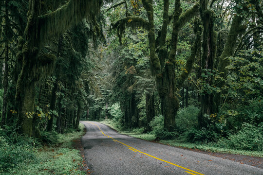 Empty road in Hoh Rainforest, Olympic National Park, Washington State, Pacific Northwest, USA