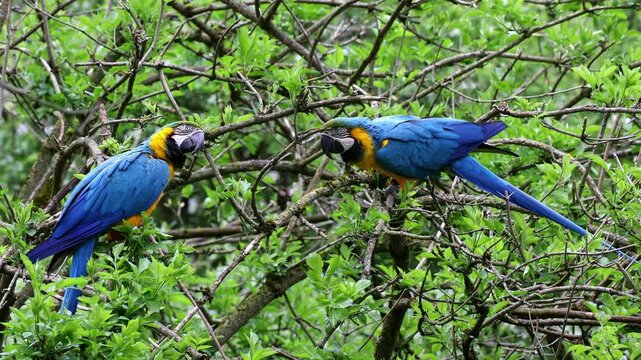The Blue-and-yellow Macaw, Ara ararauna also known as the blue-and-gold macaw, is a large South American parrot with mostly blue top parts and light orange underparts