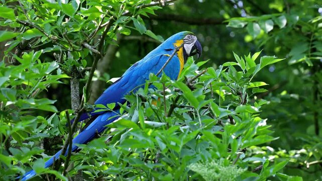The Blue-and-yellow Macaw, Ara ararauna also known as the blue-and-gold macaw, is a large South American parrot with mostly blue top parts and light orange underparts