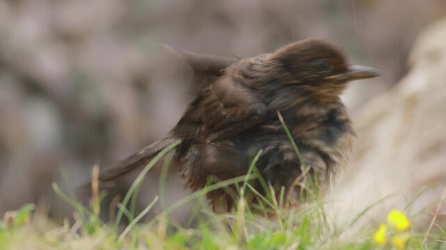 Cinematic extreme close-up of common blackbird (Turdus merula) performing rousing behavior after bathing with sparkling water droplets against soft green bokeh