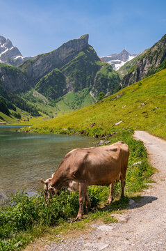Cow grazing by Seealpsee lake in Swiss Alps.