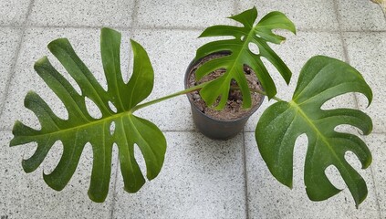 Exotic leaves of monstera brazilian common form, in a blak pot.  © CitraDewi