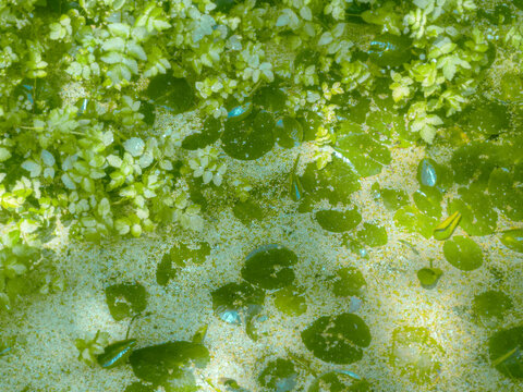 green leaves background