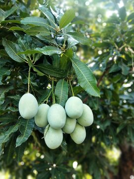 Harum manis mangoes or arum manis mangoes from Indonesia. They taste vey sweet when ripe. 