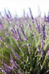 Fototapeta premium Blooming lavender in a field in Provence. Fantastic summer mood, floral sunset landscape of meadow lavender flowers. Peaceful bright and relaxing nature scenery.