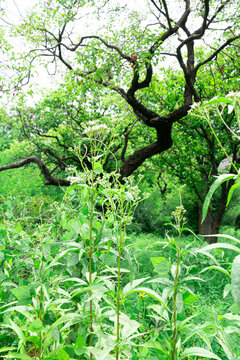 Tall green wild herbs with small flowers against a background of green forest trees