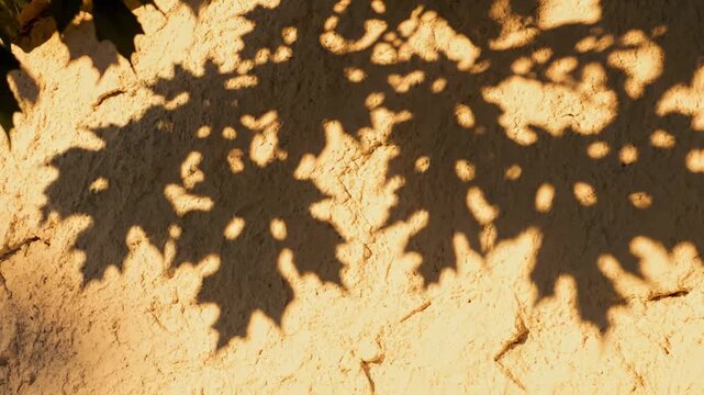 Shadow of a maple leaf on a textured wall. Sunlight casting patterns on a rustic surface. Abstract nature movement, outdoor sunlight and foliage projection effect.