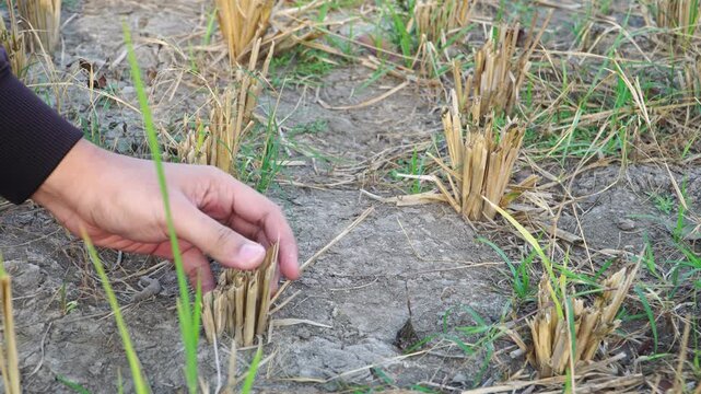 Close-up of farmer hand inspecting dry rice stubble in cracked soil during severe drought and El Nino in Indonesia.