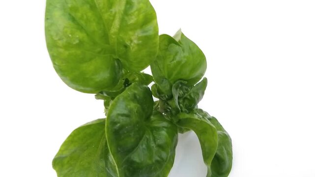 Fresh Brazilian spinach isolated on a clean white background. Perfect for healthy food, organic vegetable, salad ingredient, and cooking concept