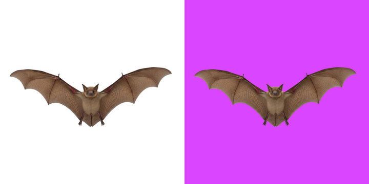 Brown bat with wings spread in flight isolated on transparent background png