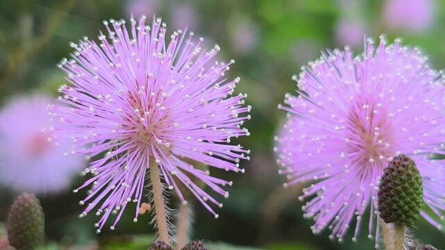 Delicate pink puffball flowers of the sensitive plant (Mimosa pudica) blooming naturally among wild shrubs, showcasing the beauty of this unique tropical species in its natural habitat.