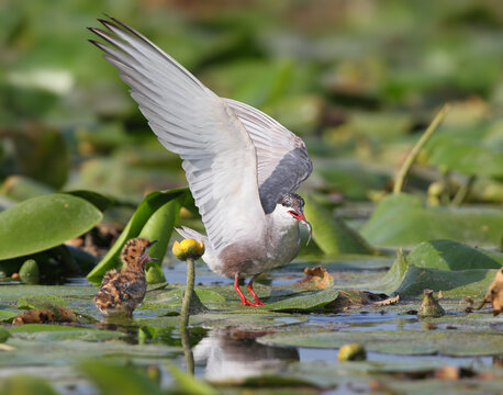 A whiskered tern hovering above a floating lily pad as a fluffy chick calls up with open beak.