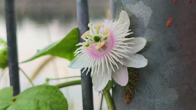 beautiful Passiflora foetida flower displaying intricate white petals, purple accents, and delicate filament structures, surrounded by distinctive lacy bracts in a tropical garden setting.