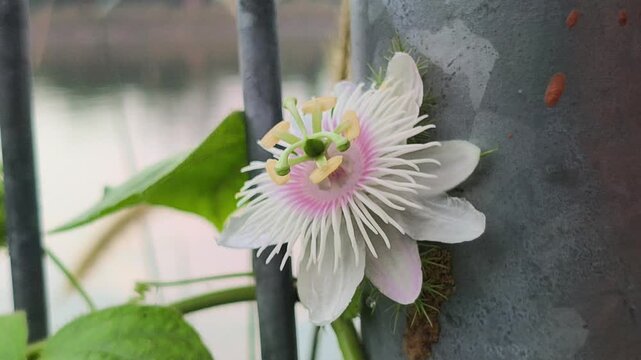 beautiful Passiflora foetida flower displaying intricate white petals, purple accents, and delicate filament structures, surrounded by distinctive lacy bracts in a tropical garden setting.
