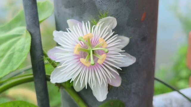 beautiful Passiflora foetida flower displaying intricate white petals, purple accents, and delicate filament structures, surrounded by distinctive lacy bracts in a tropical garden setting.