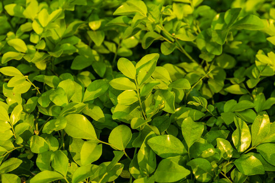 Bright green leaves of a bush in the sunlight