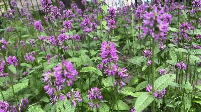 Purple dead nettle wildflowers blooming in a lush green meadow with vibrant spring garden vegetation