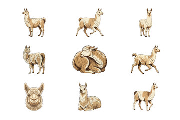 Obraz premium Watercolor Set of Cute Brown Llamas in Various Poses on a Clean White Background Illustration
