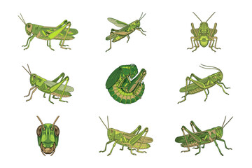 Fototapeta premium Watercolor grasshopper illustration set with green insects and a caterpillar on white background