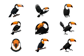 Obraz premium Set of Nine Toco Toucan Birds Illustrations Isolated on White Background in Artistic Style