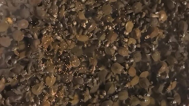 Many soft-shelled turtle hatchlings Competing for Food in an Artificial Pond