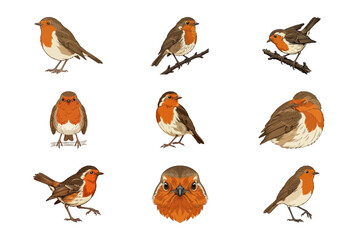 Naklejka premium Set of cute European Robin birds in various poses for Christmas winter wildlife vector design