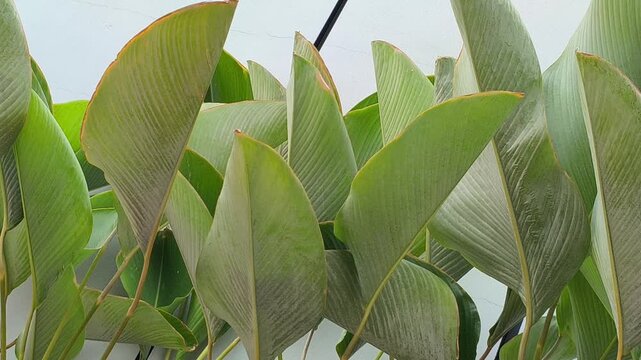 Elegant Thalia dealbata growing in a landscaped garden, featuring tall stems, broad blue-green foliage, and delicate purple flowers, making it an attractive ornamental plant for ponds and tropical gar