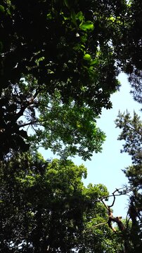 Summer Nature Background with Green Foliage Swaying against Clear Blue Sky for Vertical Video