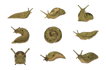 Obraz premium Set of Nine Realistic Slug Illustrations Showing Different Poses Isolated on Plain White Backgroun