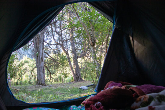 View from inside an open camping tent looking out at a peaceful green forest with large trees. Concept of outdoor relaxation, camping lifestyle, morning in nature, and cozy wilderness getaway.