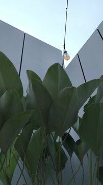 Elegant Thalia dealbata growing in a landscaped garden, featuring tall stems, broad blue-green foliage, and delicate purple flowers, making it an attractive ornamental plant for ponds and tropical gar