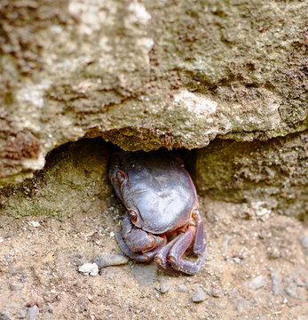 Freshwater crab of the genus Potamon emerging from a crevice in a rocky surface, showcasing its claws and textured shell in a natural habitat setting