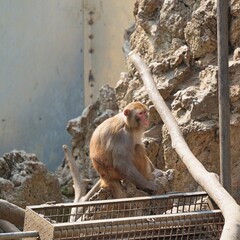 side portrait of monkey looks lonely in the zoo © ElizabethGo