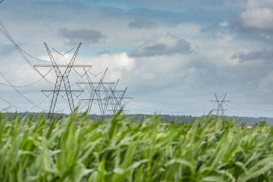 High Voltage Power Lines Stretching Over a Green Corn Field