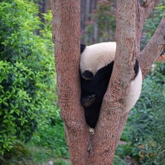 young panda curling its body on tree, panda hiding place © ElizabethGo