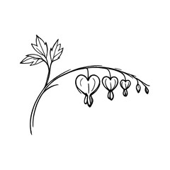 Obraz premium PNG Delicate floral line art illustration.