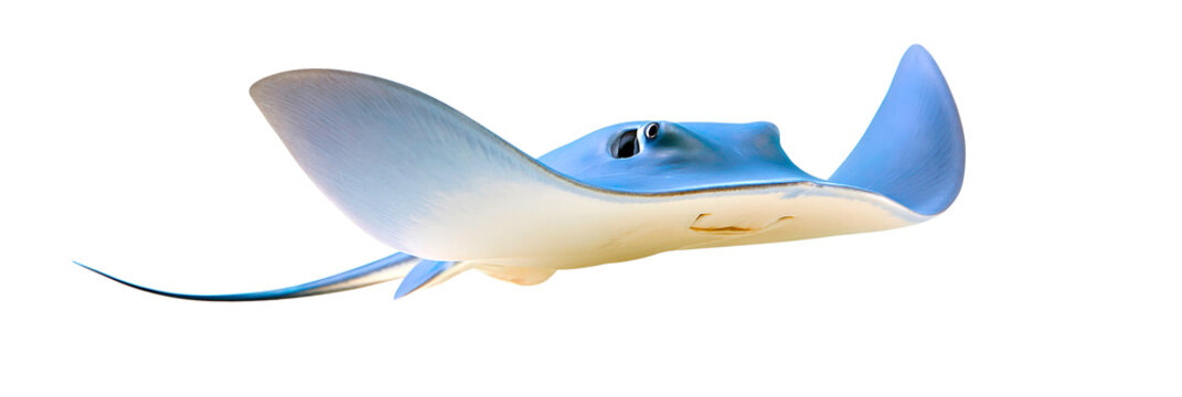 Blue stingray fish swimming underwater