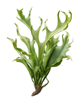 PNG Vibrant staghorn fern illustration.