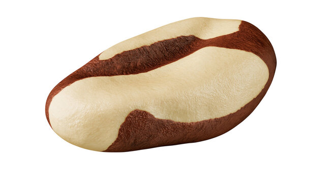 Brazilian nut with white and brown shell isolated on transparent background PNG cutout