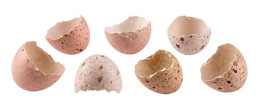 Cracked speckled eggshell halves set isolated on black background for farm freshness, baking, food photography, Easter graphic design, fragile organic shell pieces, empty egg shells collection.